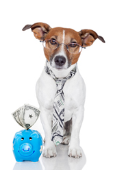 Dog with glasses and a piggy bank